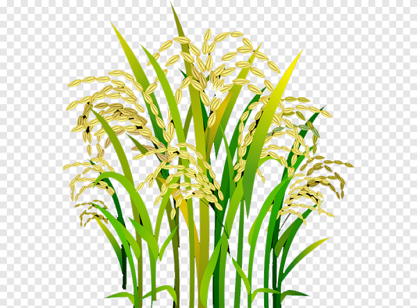 Стебель риса