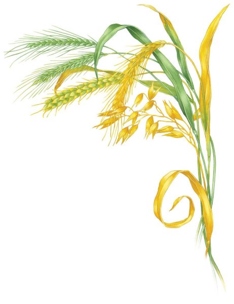 Колос ячменя