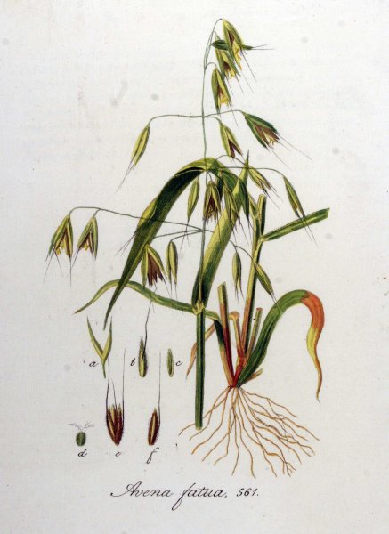 Овсюг полевой