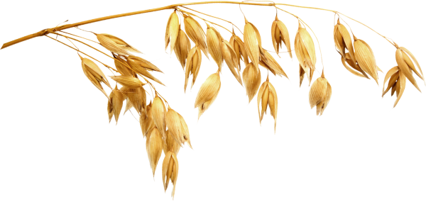 Овес на прозрачном фоне