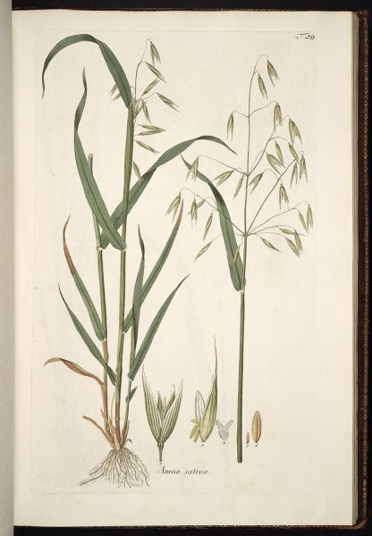 Овсюг Ботанический рисунок