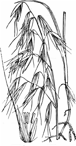 Овсюг (Avena fatua) рисунок