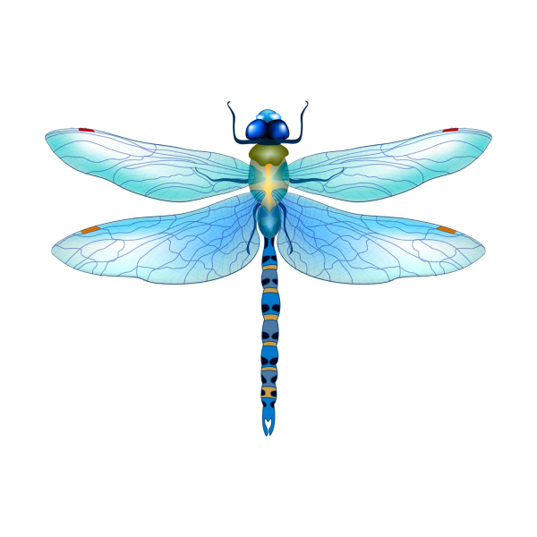 Стрекоза без фона