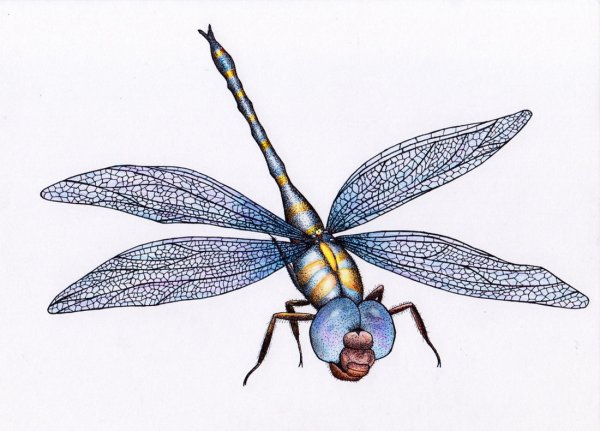 Насекомые рисунок