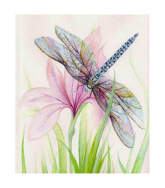 Ирис Стрекоза