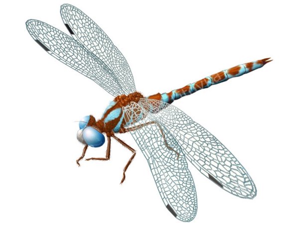 Стрекоза на белом фоне