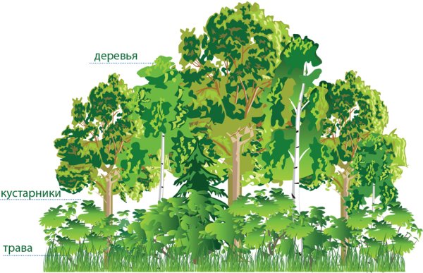 Ярусы в широколиственном лесу