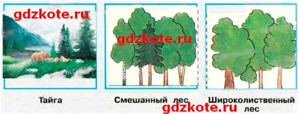 Нарисуй как ты представляешь себе разные леса