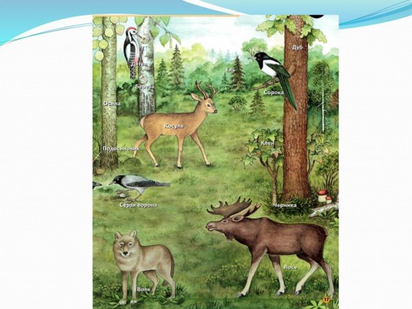 Рисунок природной зоны