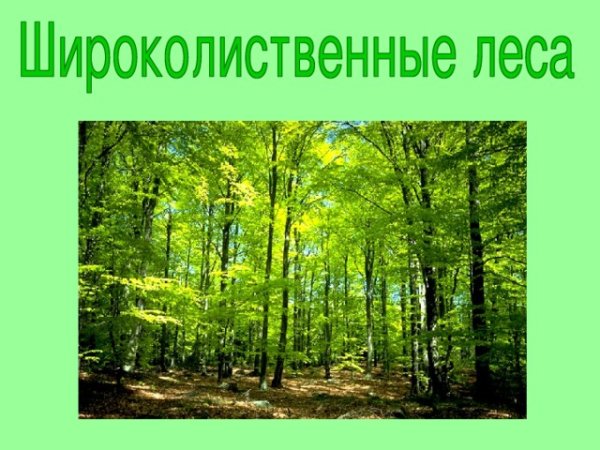 Широколиственный лес лес 4 класс