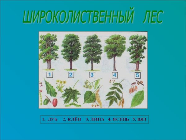 Ясень клен липа