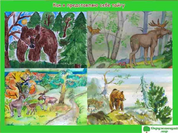 Тайга для детей смешанный и широколиственный лес