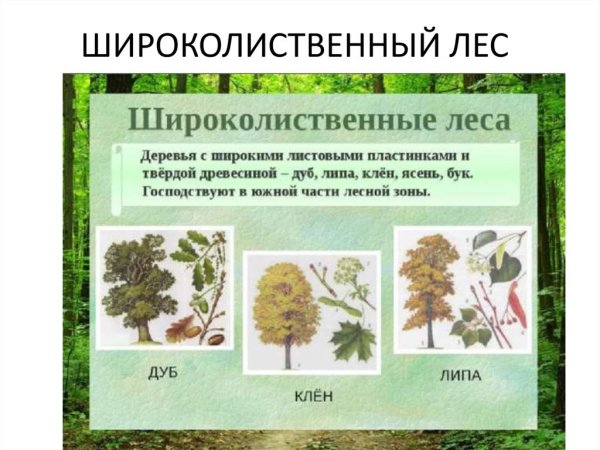 Широколиственный лес растения