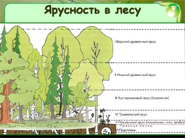 Ярусность растительного сообщества схема