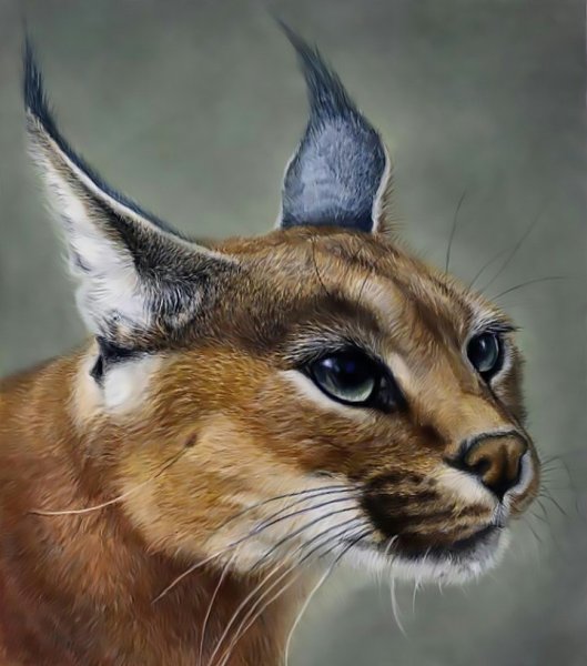 Каракал Тайсон