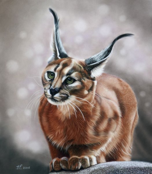 Каракал ночка