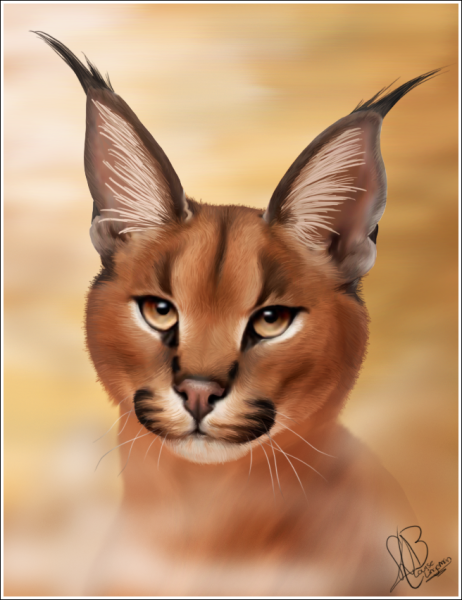 Каракал арт