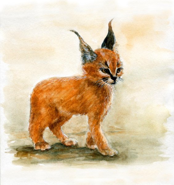 Рысь рисунок