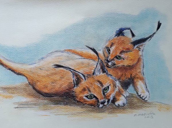 Каракал рисунок