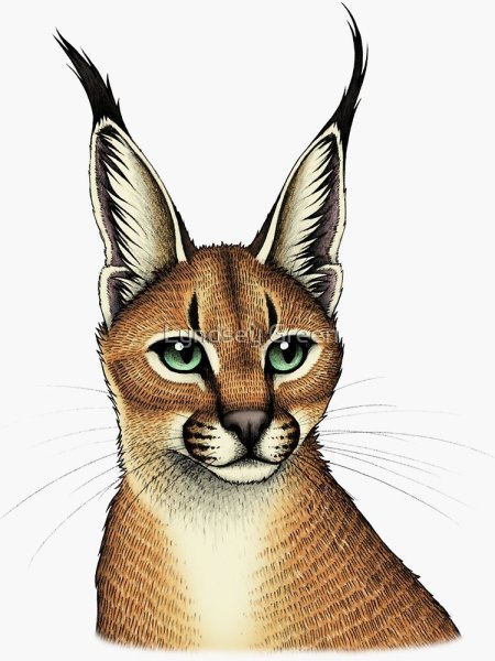 Шлепа вектор каракал