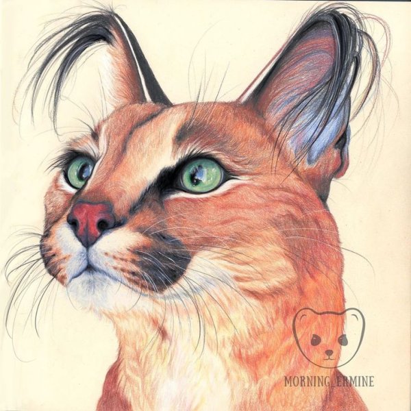 Каракал арт