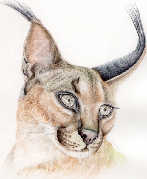 Каракал скетч