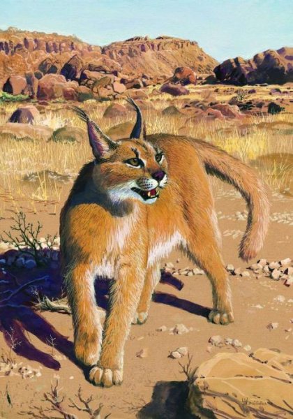 Каракал на охоте