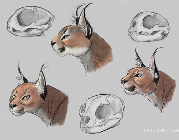 Анатомия каракала