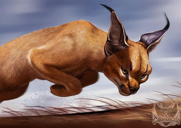 Каракал референс