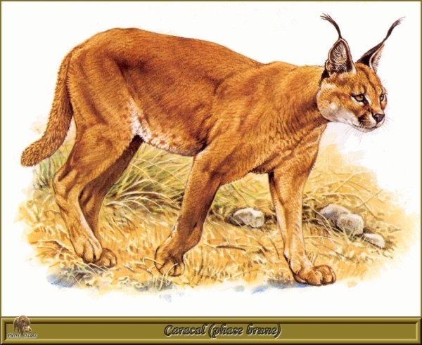 Анатомия каракала