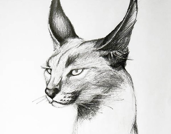 Каракал раскраска