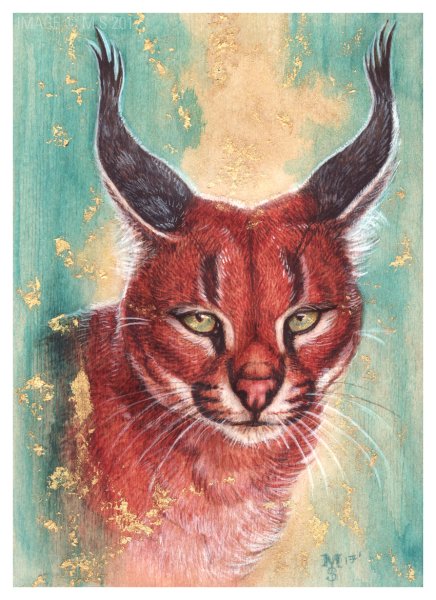 Каракал рисунок