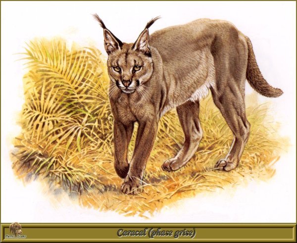 Роберт Даллет семейство кошачьи хищники