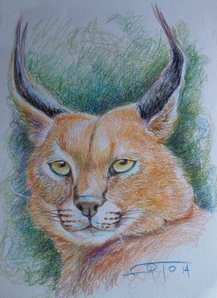 Каракал рисование