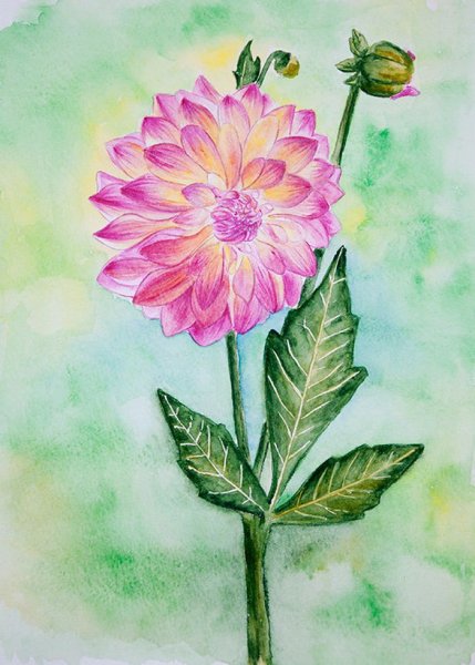 Георгин Шарон акварель