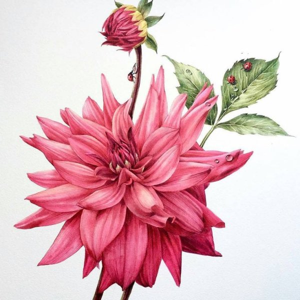 Dahlia акварель