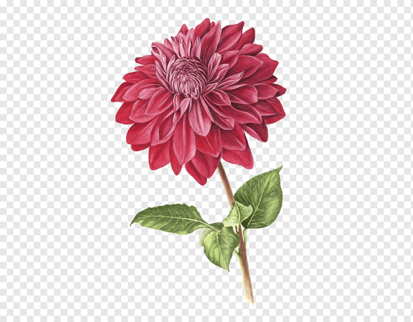 Георгин Ботаническая иллюстрация