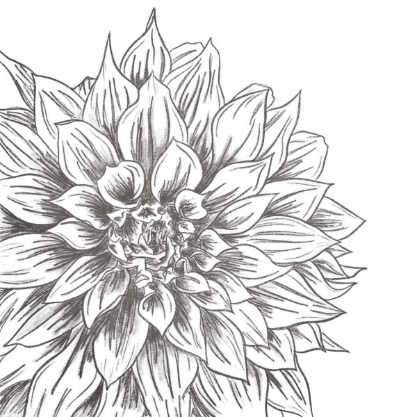 Георгин Далия скетч