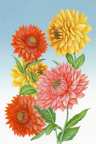 Георгины карандашами цветными