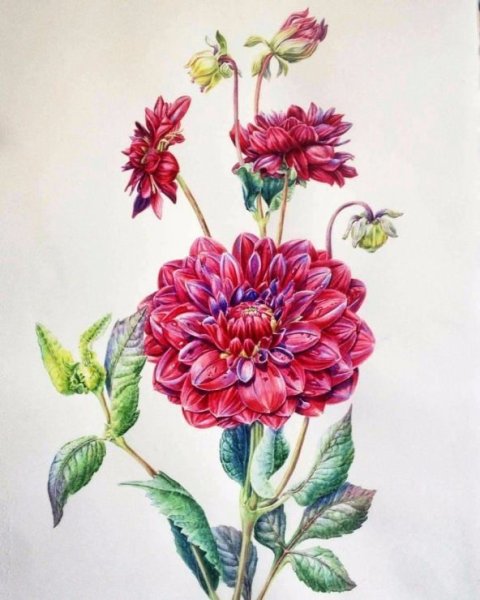 Георгина Botanical