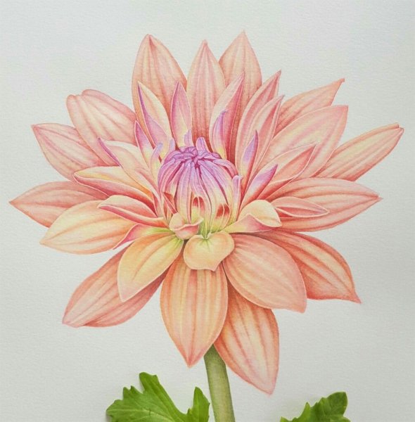 Ботаническая живопись георгин однолетний