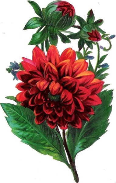 Нарисовать георгин