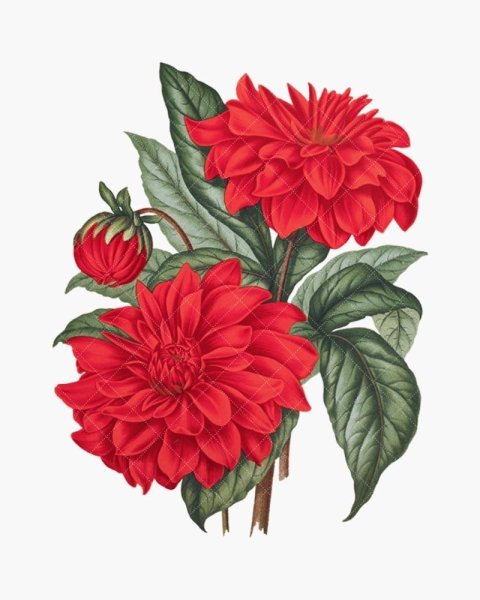 Георгин Нарисовая мадам