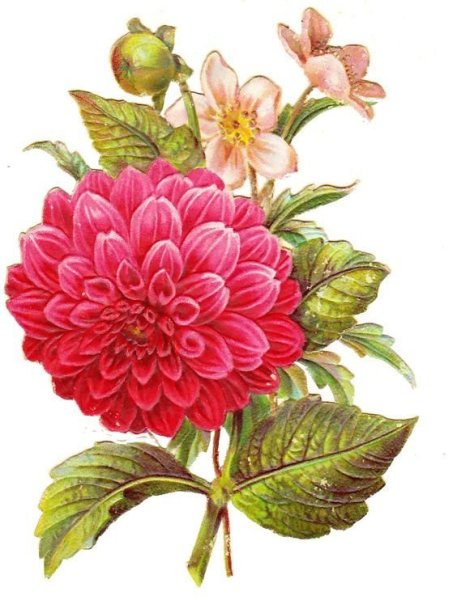 Георгины для рисования