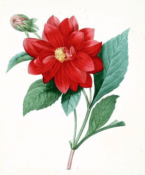 Георгин Пьер