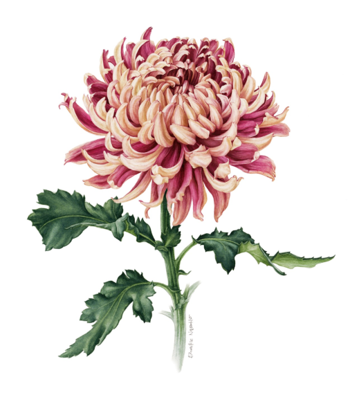 Хризантема Анжелика