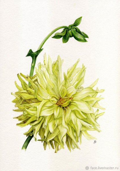 Цветы акварелью георгины
