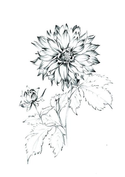 Георгин Далия скетч