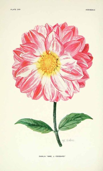 Ботанический атлас георгин