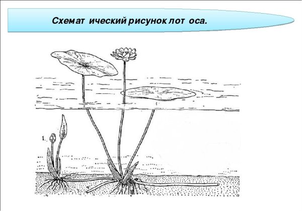 Схематичное изображение риса